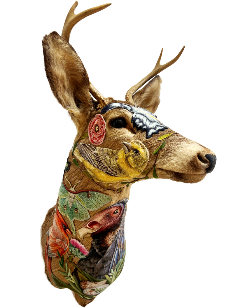 Buck
