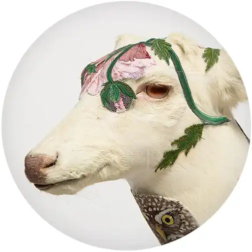 Taxidermy